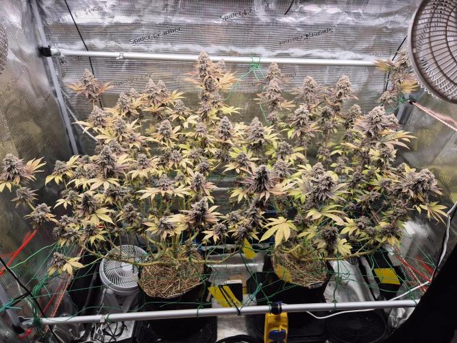 ICYSTATUS (ICYGARY#1 x ASTRONAUTSTATUS). Week 20