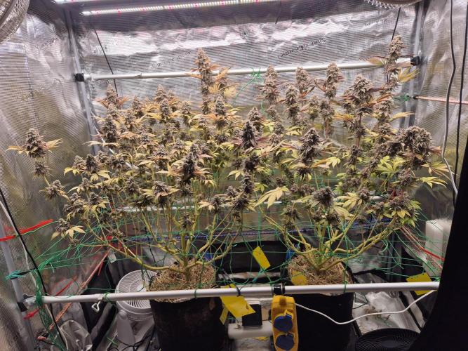 ICYSTATUS (ICYGARY#1 x ASTRONAUTSTATUS). Week 20