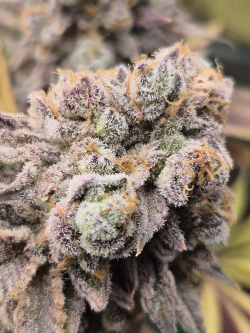 ICYSTATUS (ICYGARY#1 x ASTRONAUTSTATUS). Week 20