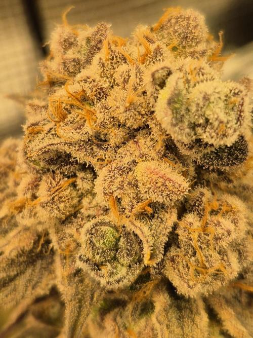 ICYSTATUS (ICYGARY#1 x ASTRONAUTSTATUS). Week 20