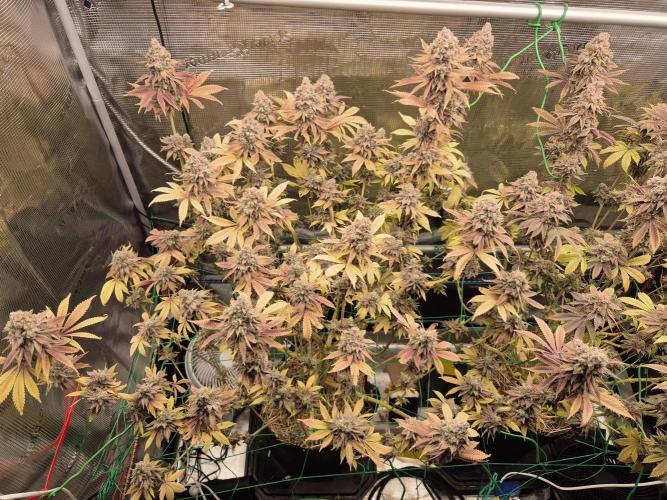 ICYSTATUS (ICYGARY#1 x ASTRONAUTSTATUS). Week 20