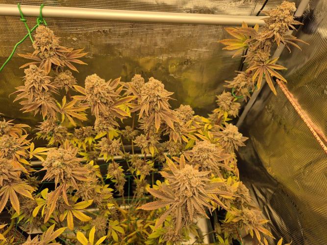 ICYSTATUS (ICYGARY#1 x ASTRONAUTSTATUS). Week 20