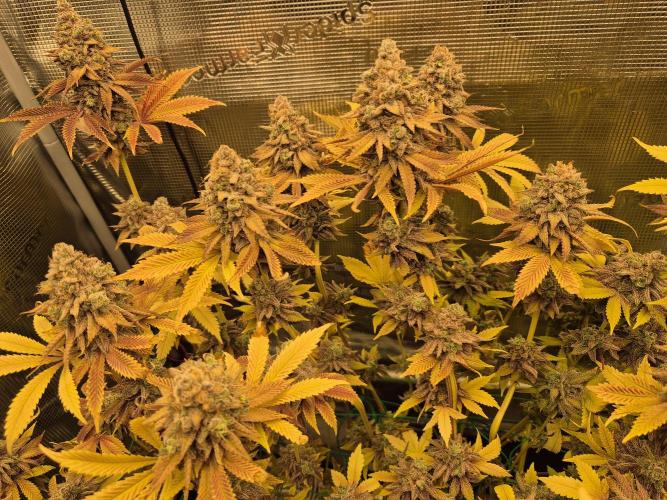 ICYSTATUS (ICYGARY#1 x ASTRONAUTSTATUS). Week 20