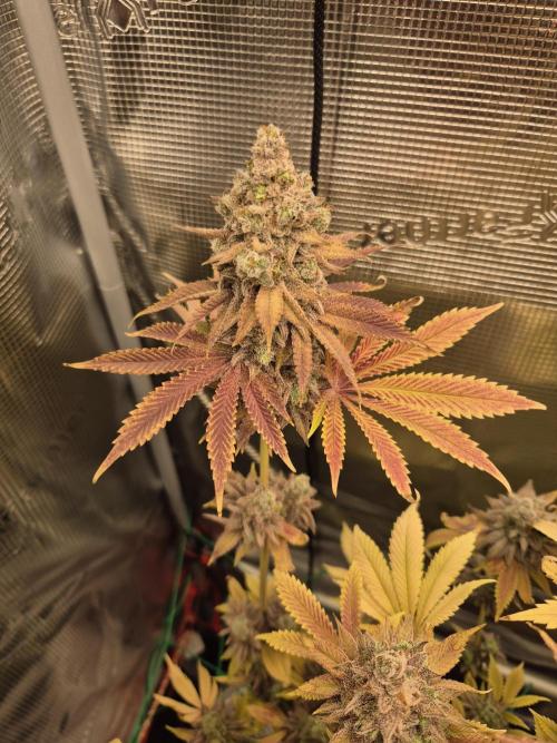 ICYSTATUS (ICYGARY#1 x ASTRONAUTSTATUS). Week 20