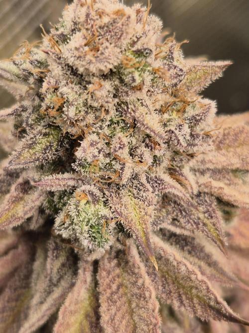 ICYSTATUS (ICYGARY#1 x ASTRONAUTSTATUS). Week 20