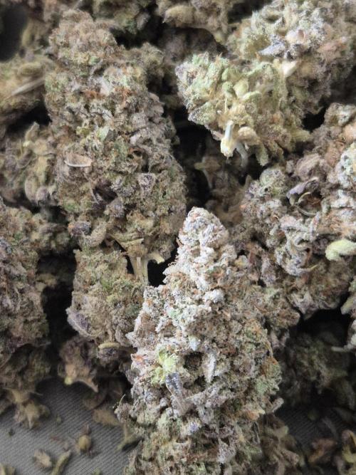 ICYSTATUS (ICYGARY#1 x ASTRONAUTSTATUS). Week 20