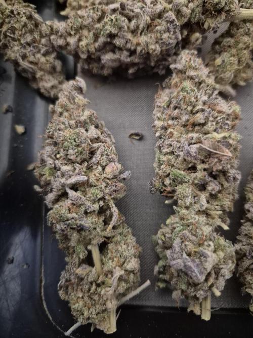 ICYSTATUS (ICYGARY#1 x ASTRONAUTSTATUS). Week 20