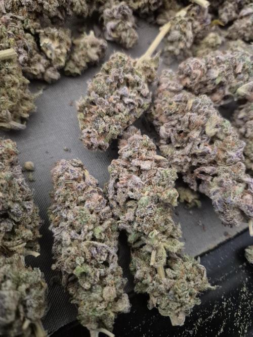 ICYSTATUS (ICYGARY#1 x ASTRONAUTSTATUS). Week 20