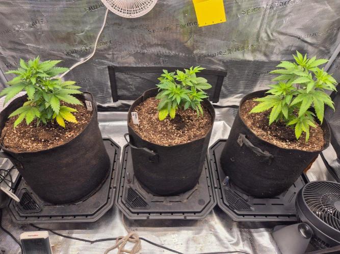Oldschool. Week 6