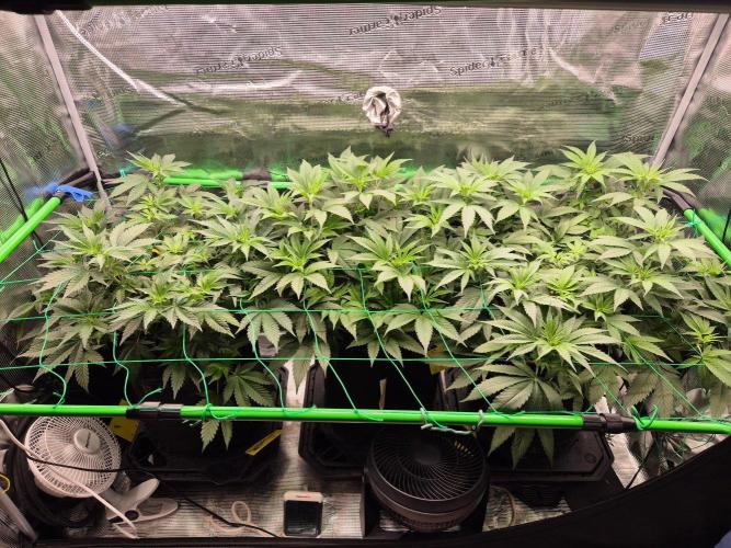 Oldschool. Week 8