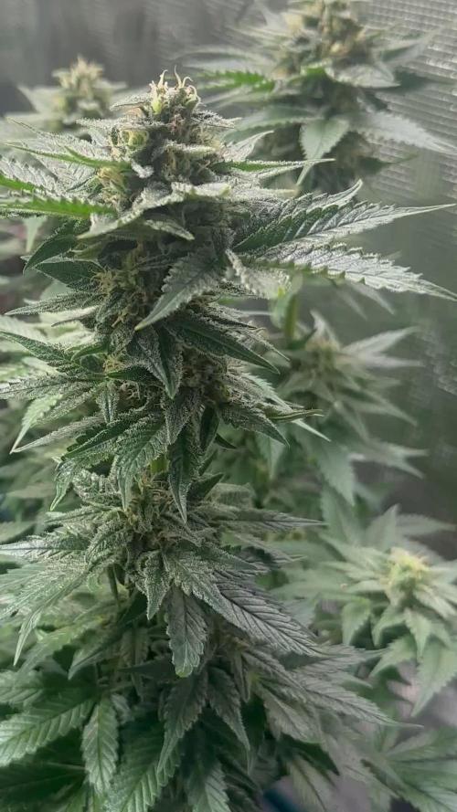 4xBigBud 4xSQ#1