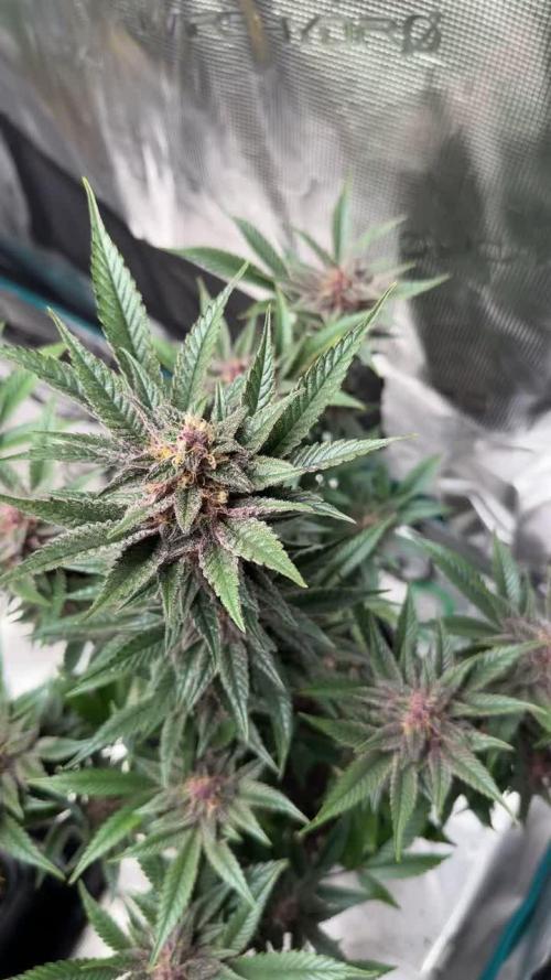 4xBigBud 4xSQ#1