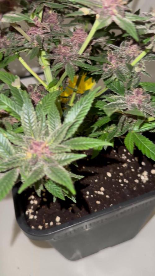 4xBigBud 4xSQ#1