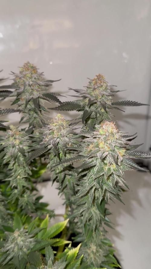 4xBigBud 4xSQ#1