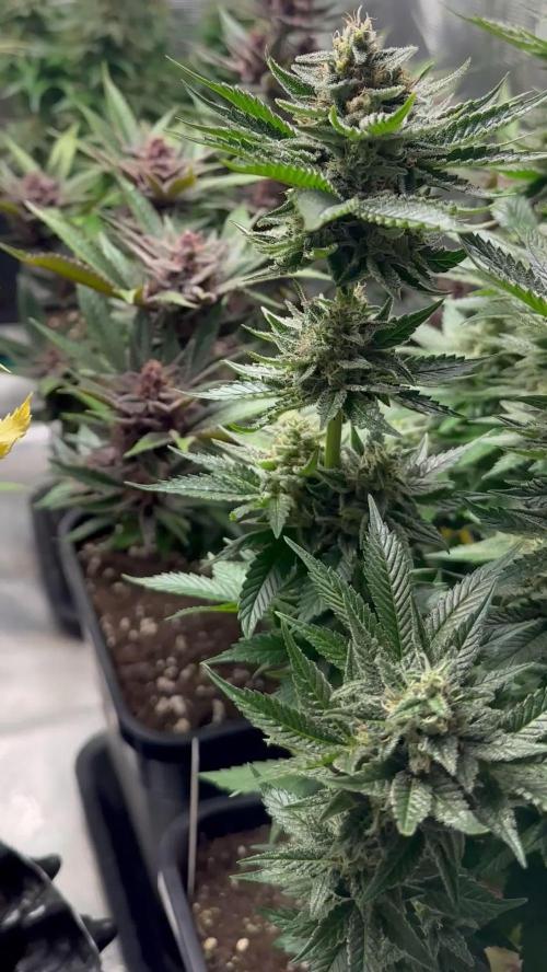 4xBigBud 4xSQ#1