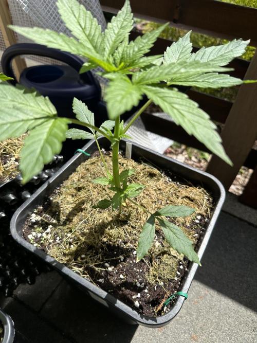 Outdoor 2026. Week 2 - Critical Purple Kush Auto