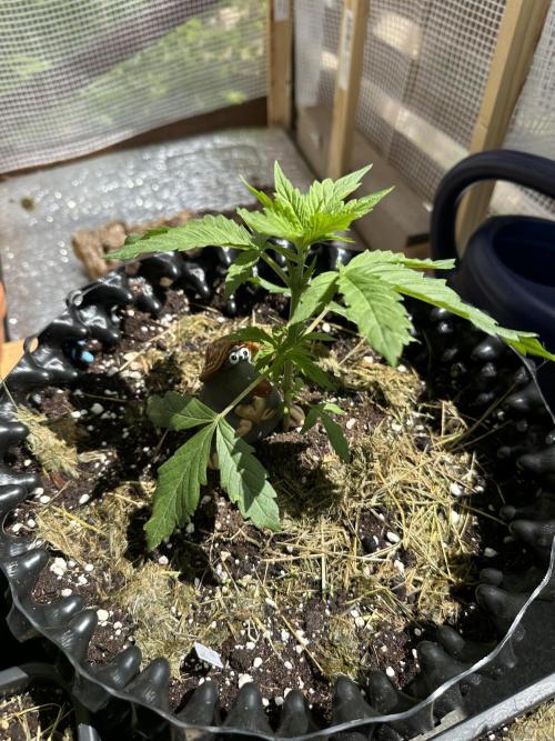 Outdoor 2026. Week 2 - Frosted Guave Auto
