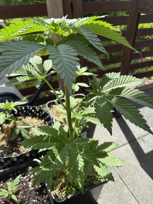 Outdoor 2026. Week 2 - Purple Candy 