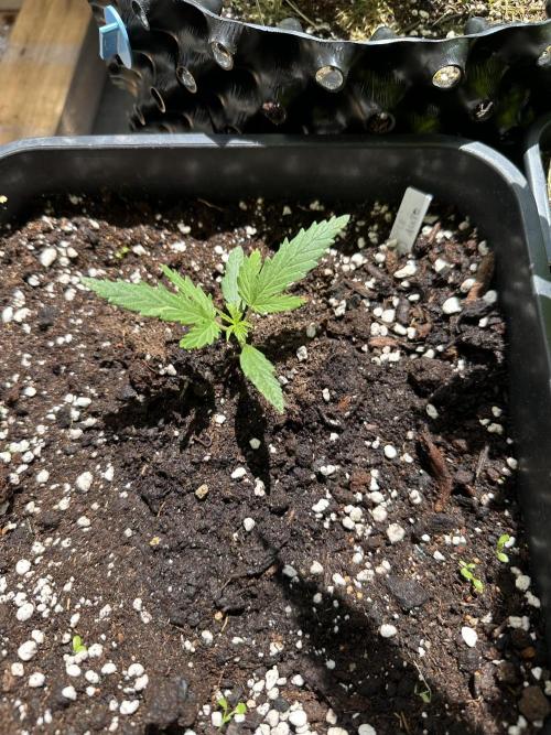 Outdoor 2026. Week 2 - Pineapple Express Auto 