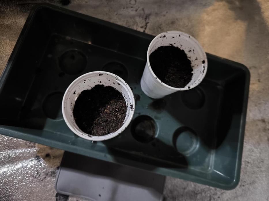 Space Cookies, Puch pie. Week 0