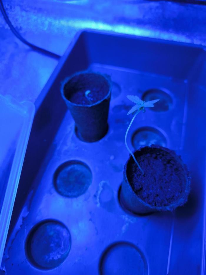 Space Cookies, Puch pie. Week 1