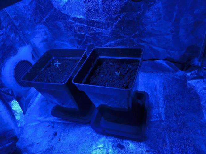 Space Cookies, Puch pie. Week 1