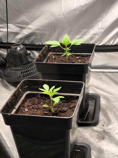 Space Cookies, Puch pie. Week 2