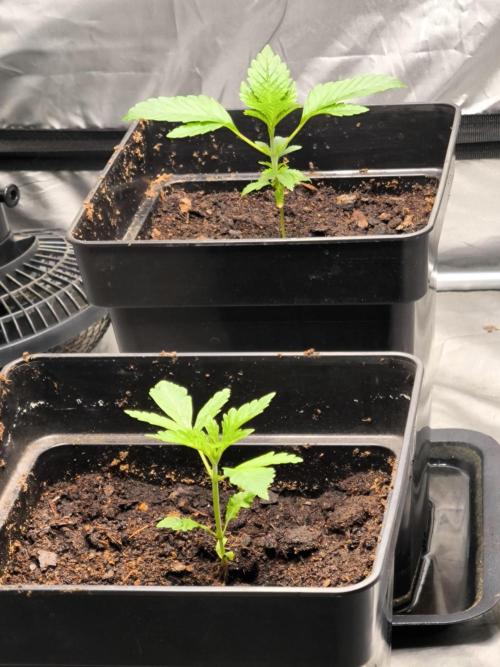 Space Cookies, Puch pie. Week 2