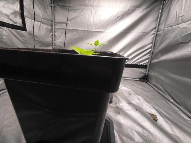 Space Cookies, Puch pie. Week 2