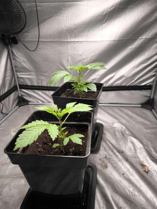 Space Cookies, Puch pie. Week 3