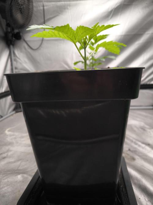 Space Cookies, Puch pie. Week 3