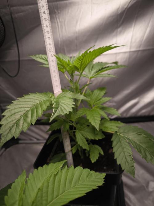 Space Cookies, Puch pie. Week 4