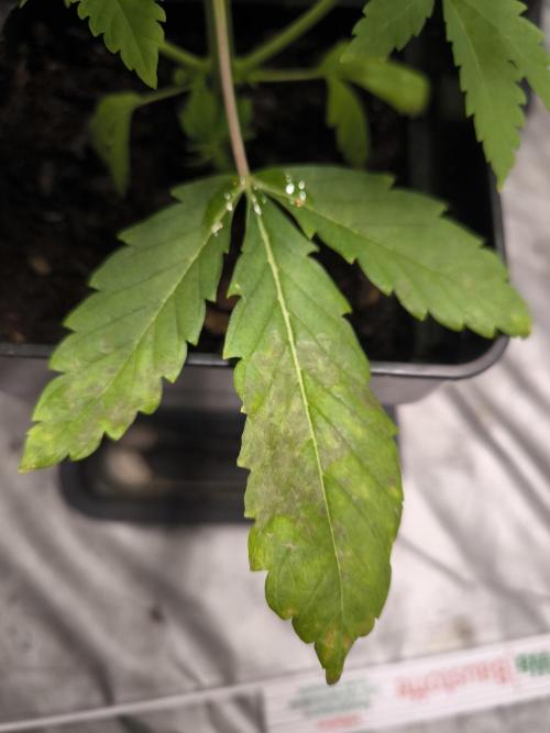 Space Cookies, Puch pie. Week 5