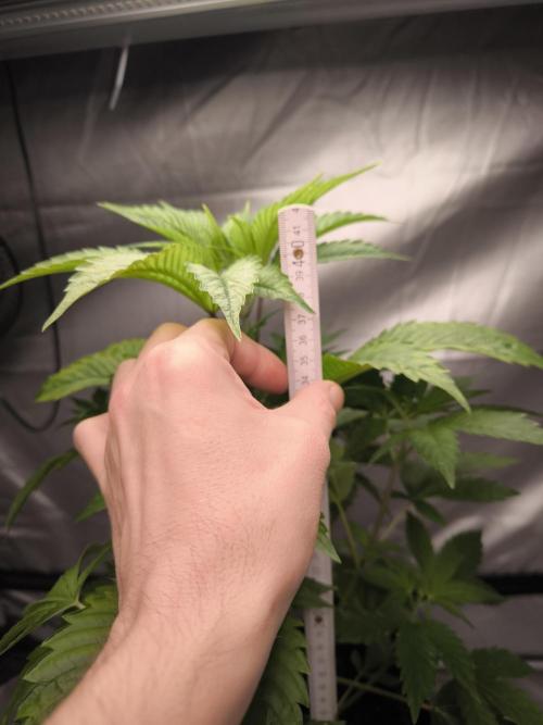 Space Cookies, Puch pie. Week 5
