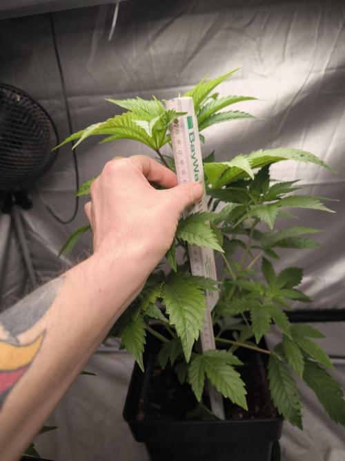 Space Cookies, Puch pie. Week 5