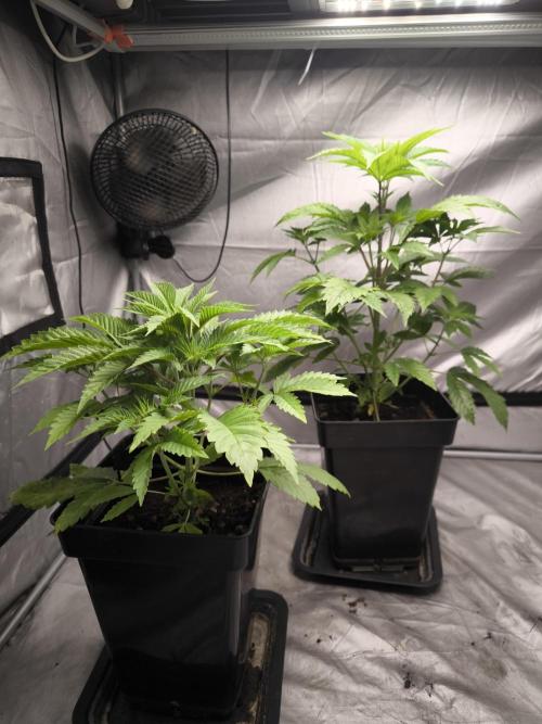 Space Cookies, Puch pie. Week 5