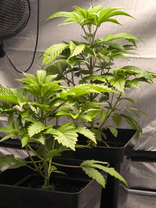 Space Cookies, Puch pie. Week 5