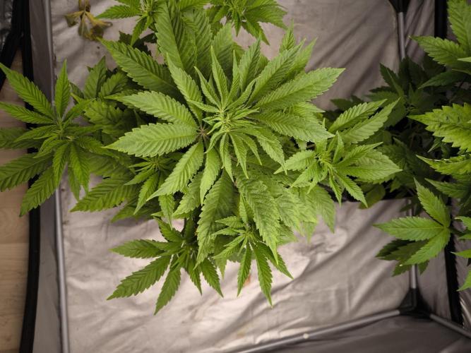 Space Cookies, Puch pie. Week 5