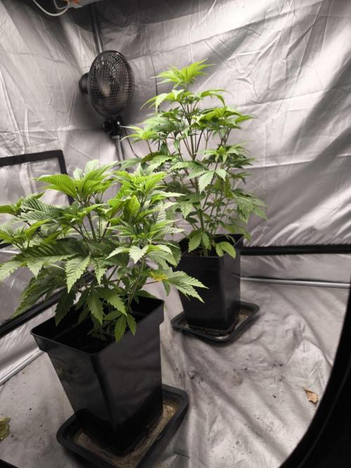 Space Cookies, Puch pie. Week 5
