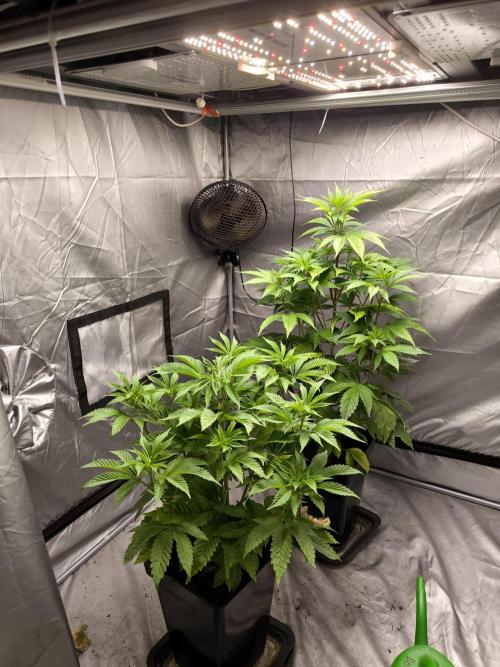 Space Cookies, Puch pie. Week 6
