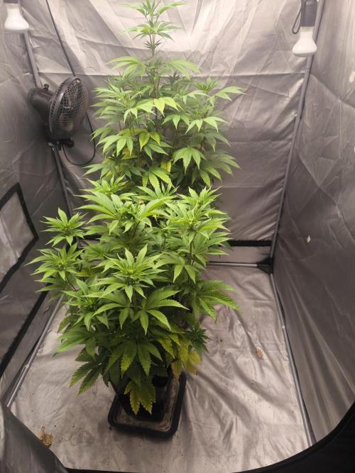 Space Cookies, Puch pie. Week 7