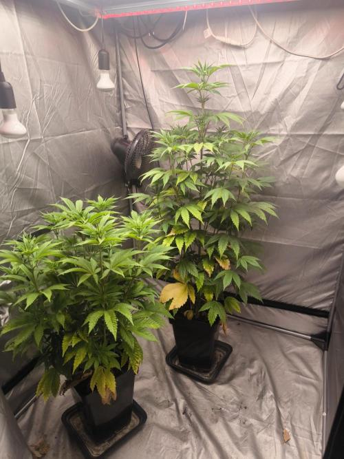 Space Cookies, Puch pie. Week 7