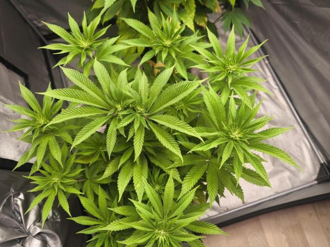 Space Cookies, Puch pie. Week 7