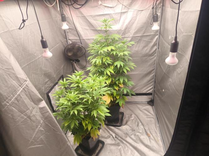Space Cookies, Puch pie. Week 7