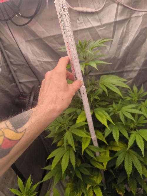 Space Cookies, Puch pie. Week 7