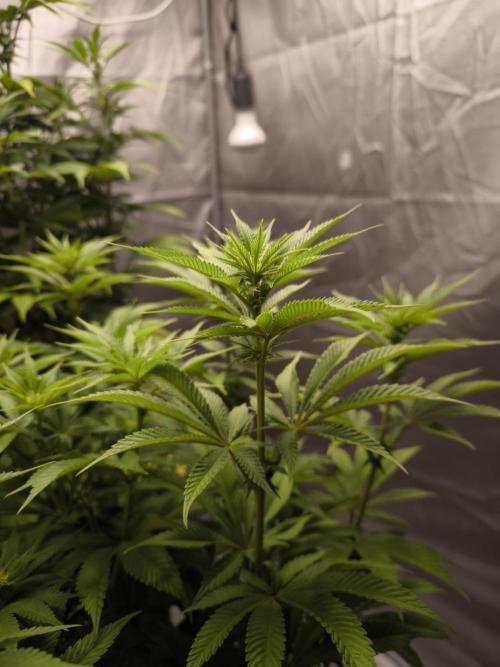 Space Cookies, Puch pie. Week 8