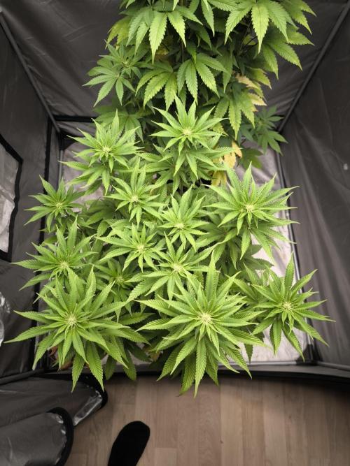 Space Cookies, Puch pie. Week 8
