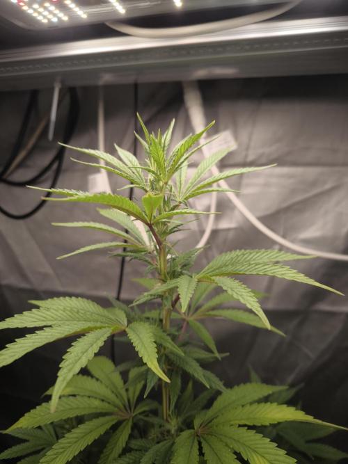 Space Cookies, Puch pie. Week 8