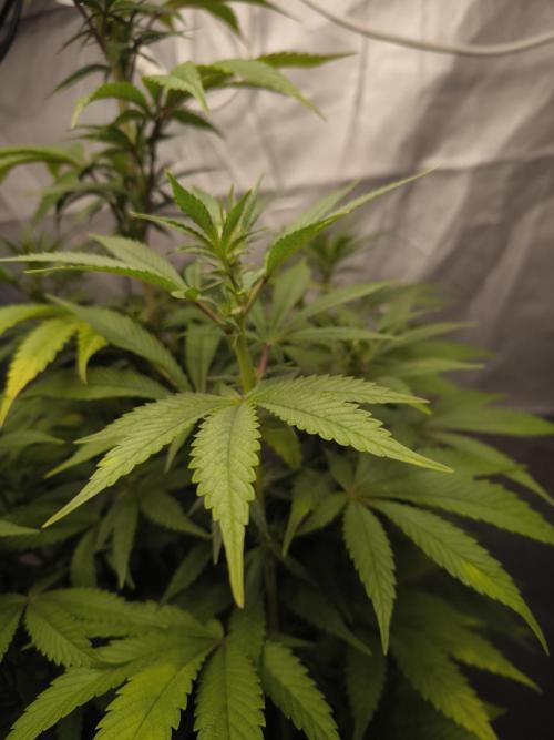 Space Cookies, Puch pie. Week 8