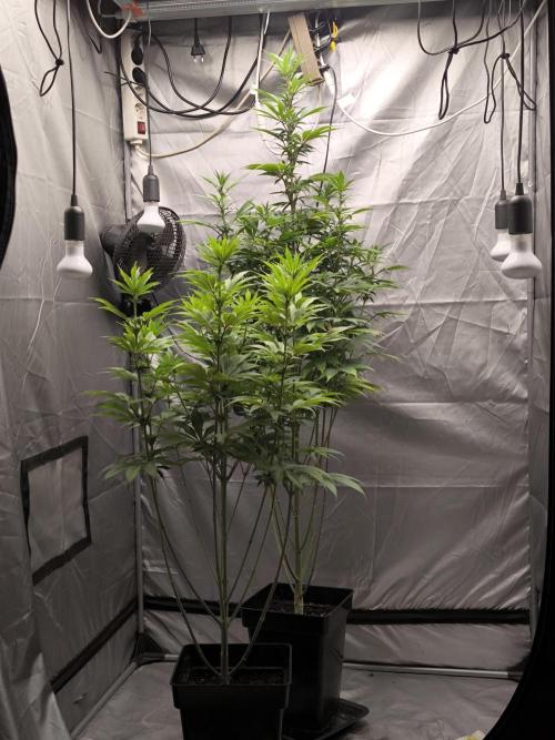 Space Cookies, Puch pie. Week 9